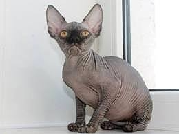 catteries